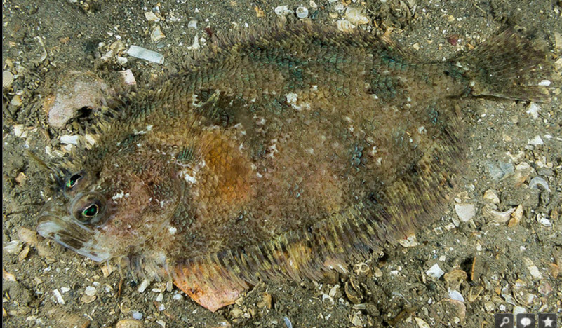 Phrynorhombus norvegicus_09.jpg